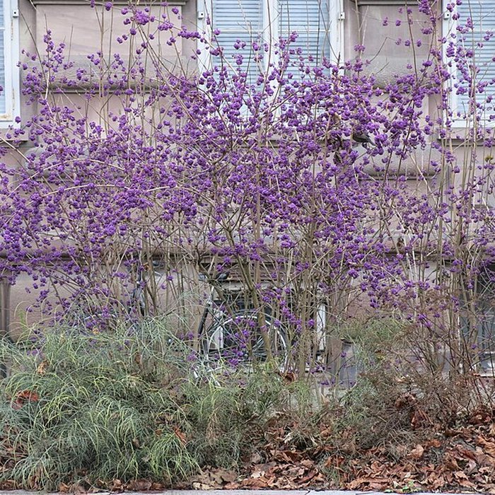 Photo de Palais universitaire de Strasbourg