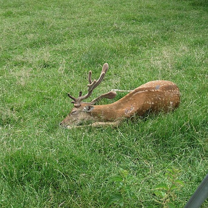 Photo de Parc de la Colombière de Dijon