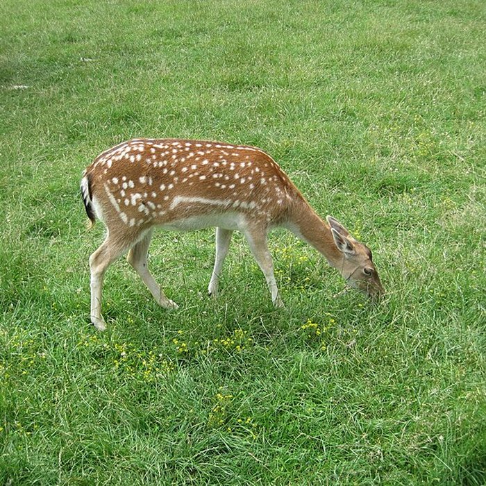 Photo de Parc de la Colombière de Dijon
