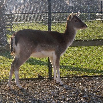 Parc de la Colombière de Dijon
