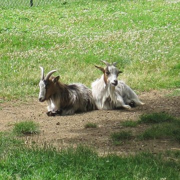 Parc de la Colombière de Dijon
