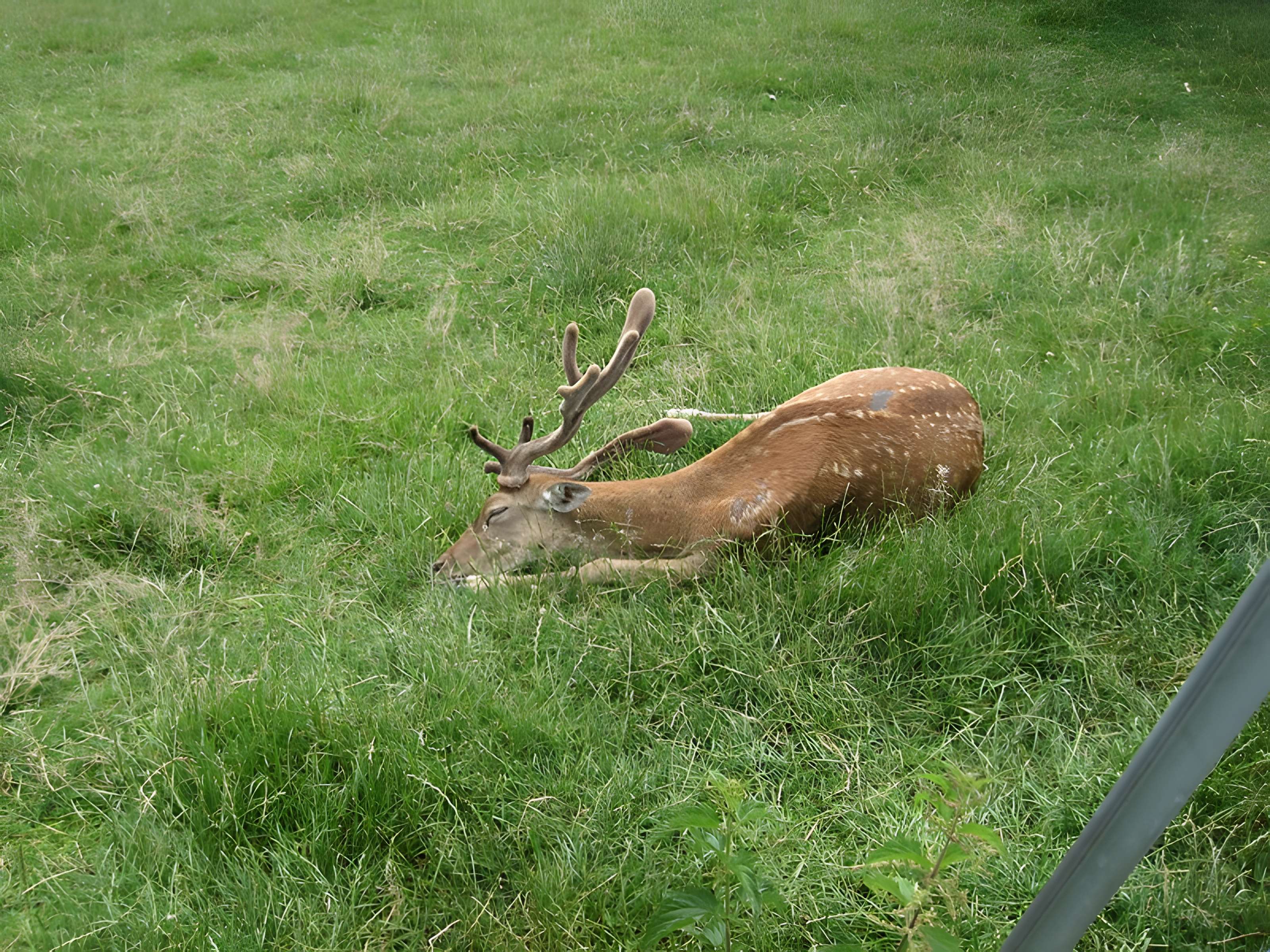 Parc de la Colombière de Dijon