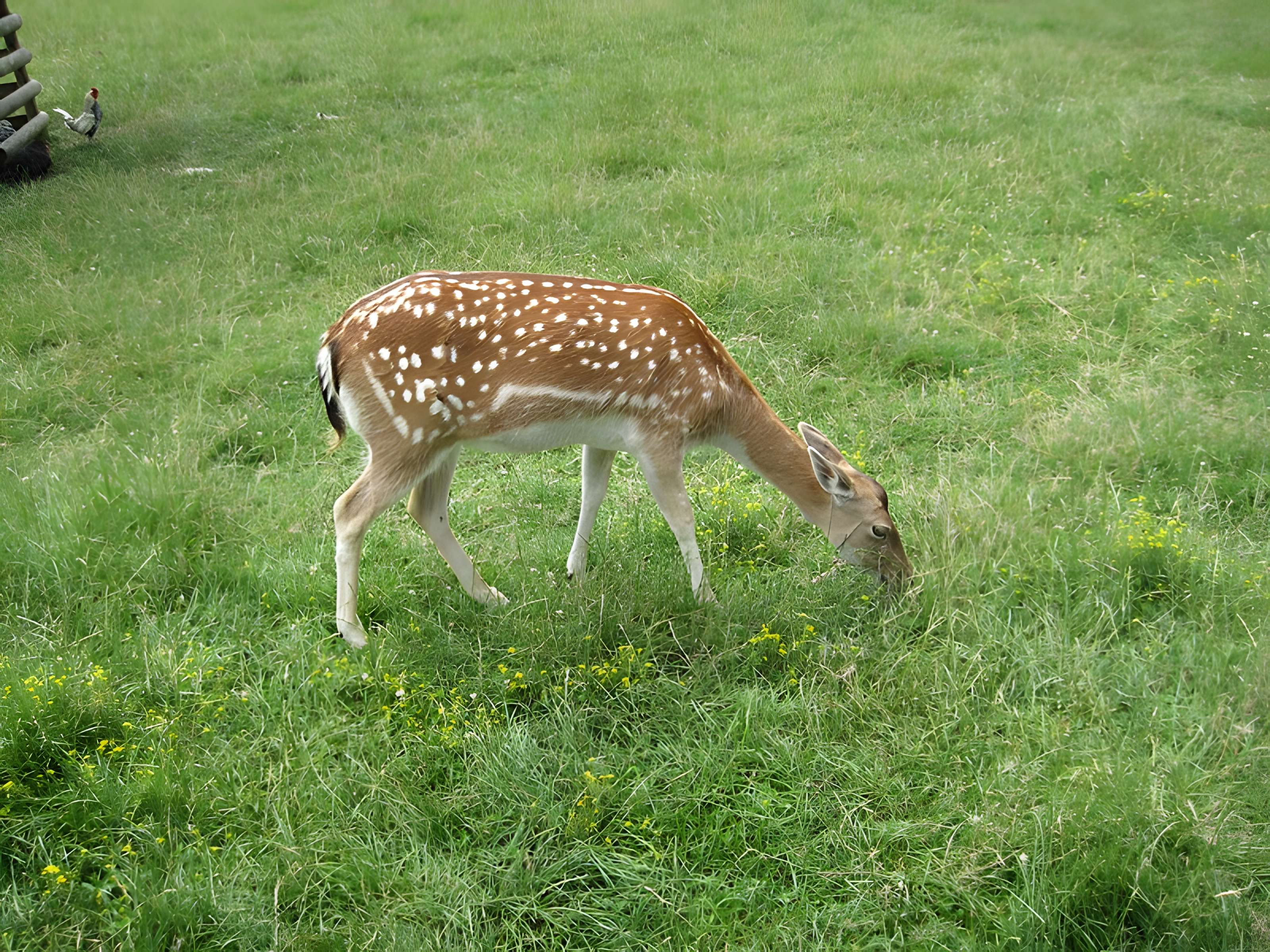 Parc de la Colombière de Dijon