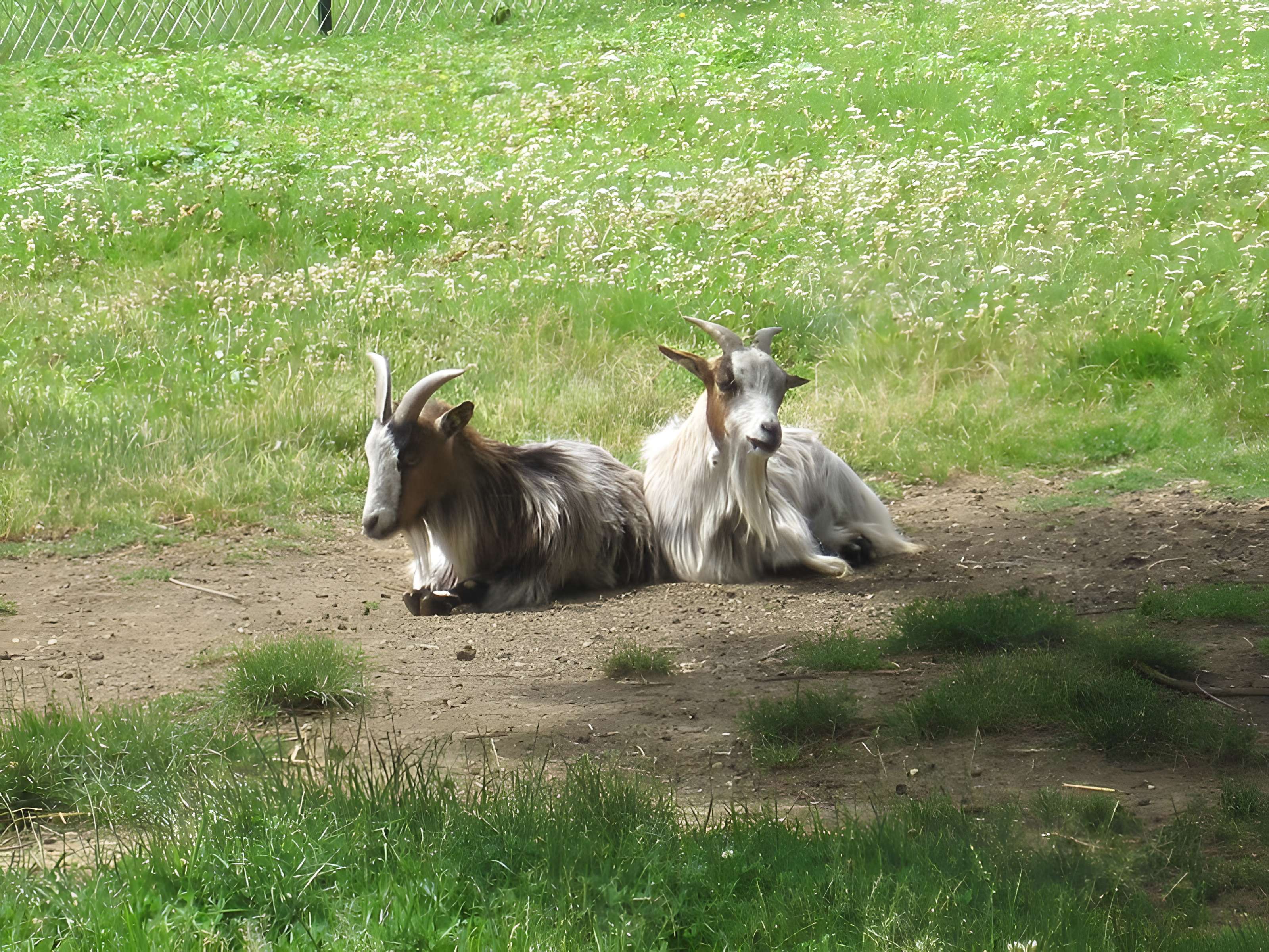 Parc de la Colombière de Dijon