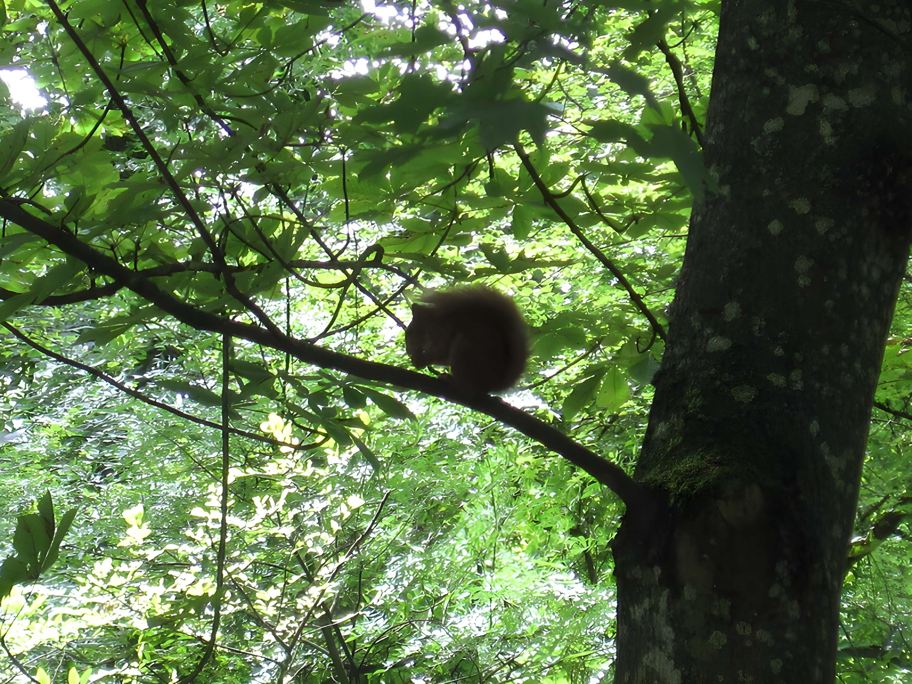 Parc de la Colombière de Dijon