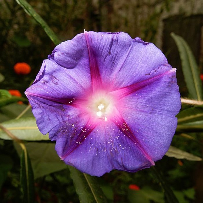 Photo de Parc de Wesserling