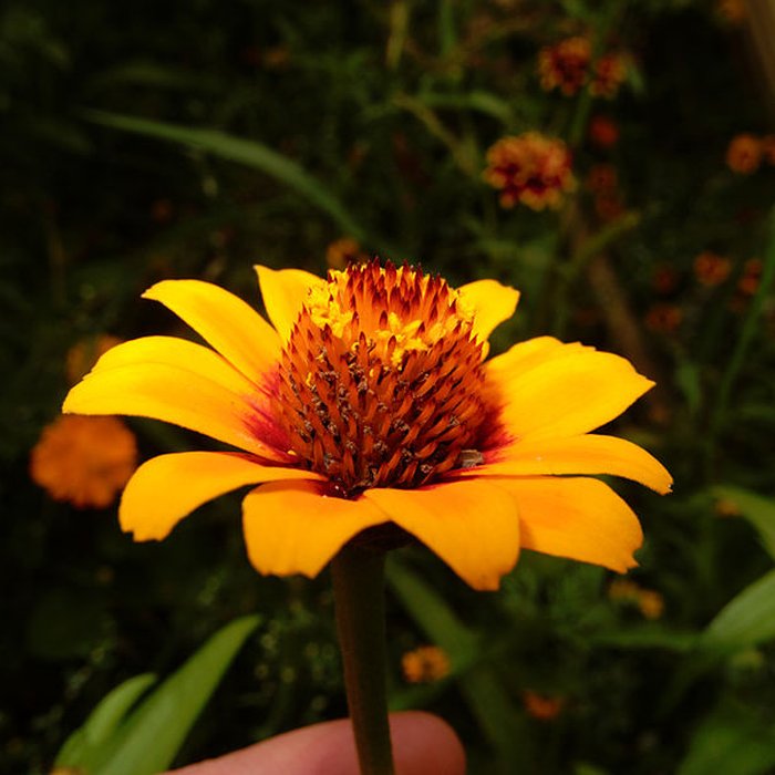 Photo de Parc de Wesserling