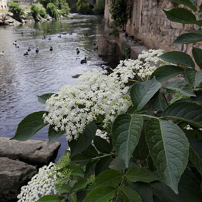 Photo de Pont Saint-Martin de Vienne