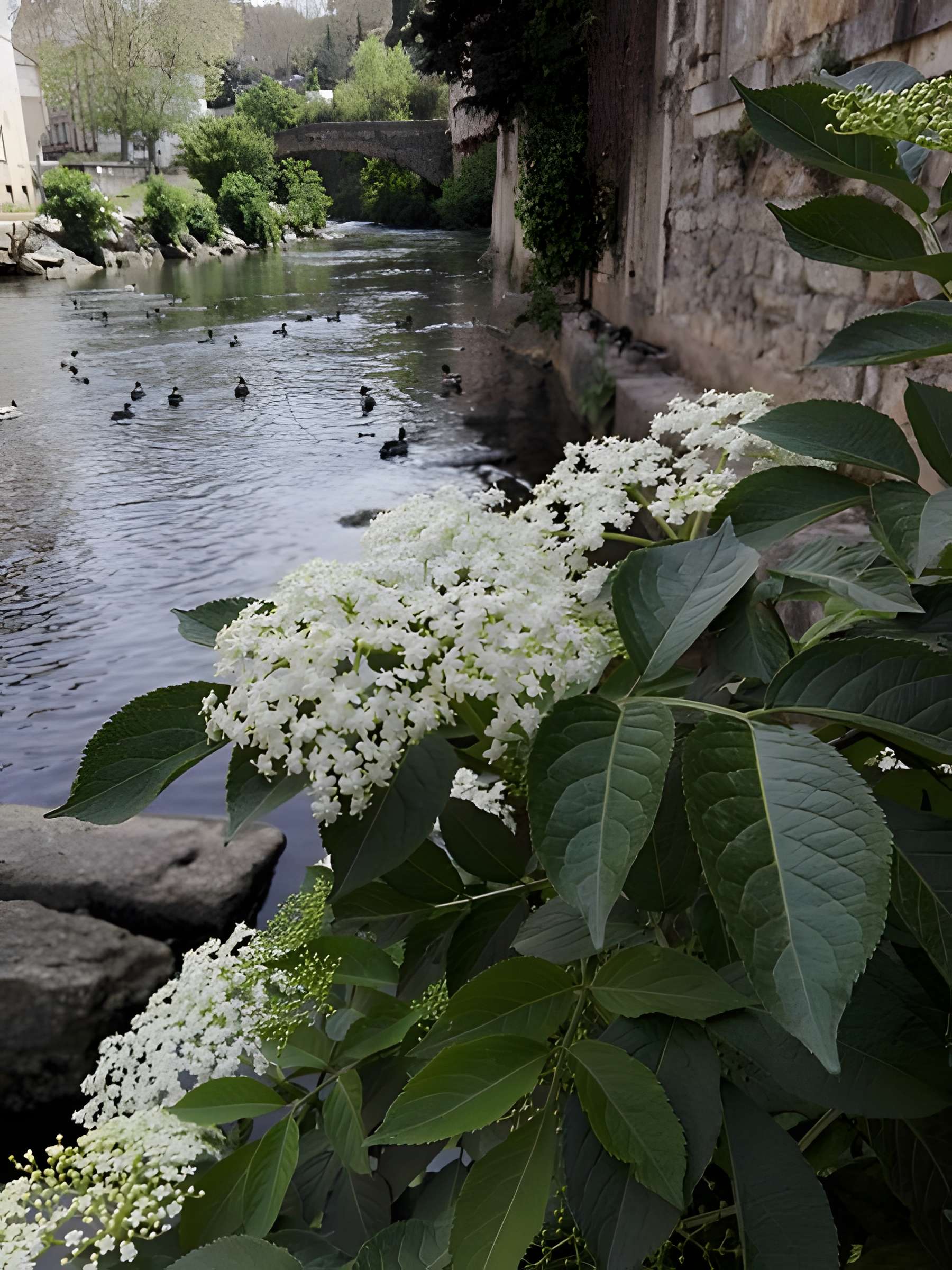 Pont Saint-Martin de Vienne