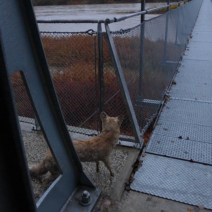 Photo de Pont sur le Rhône de Rochemaure