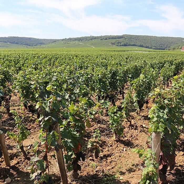 Photo de Château du Clos de Vougeot