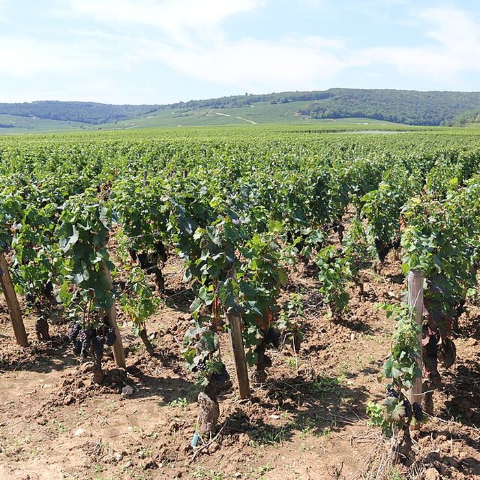 Photo de Château du Clos de Vougeot