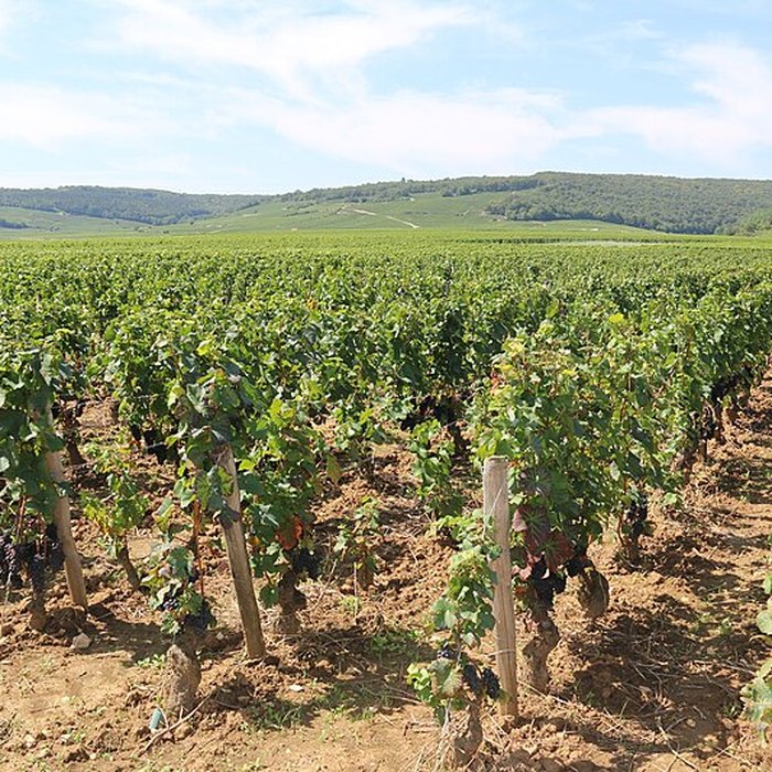 Photo de Château du Clos de Vougeot
