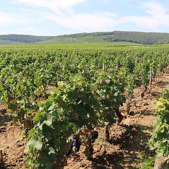 Photo de Château du Clos de Vougeot