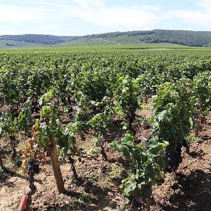 Photo de Château du Clos de Vougeot