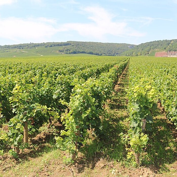 Photo de Château du Clos de Vougeot