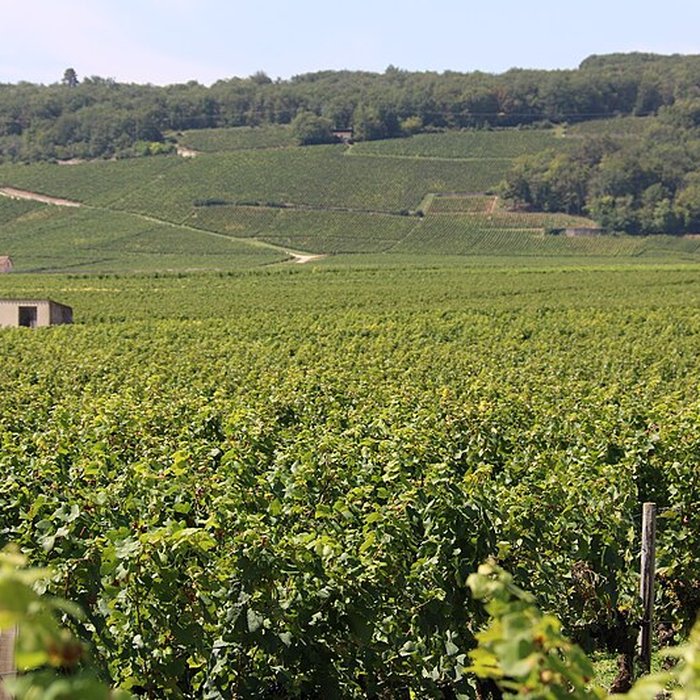 Photo de Château du Clos de Vougeot