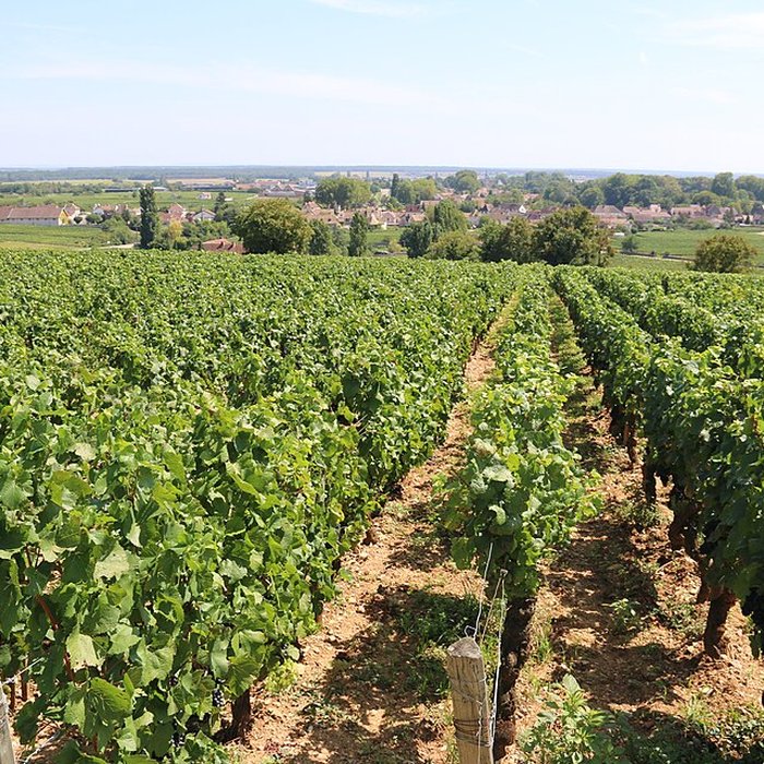 Photo de Château du Clos de Vougeot
