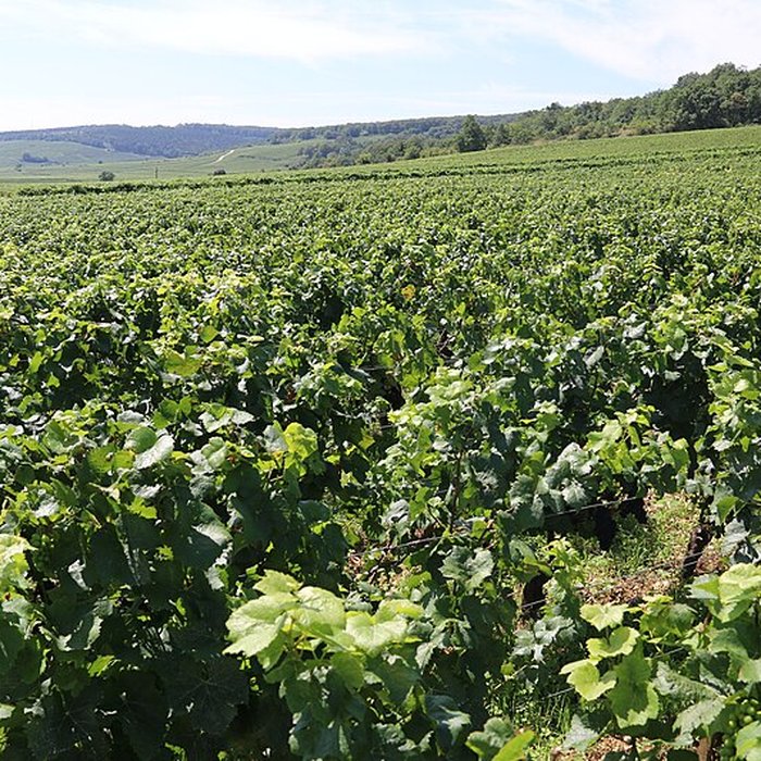 Photo de Château du Clos de Vougeot