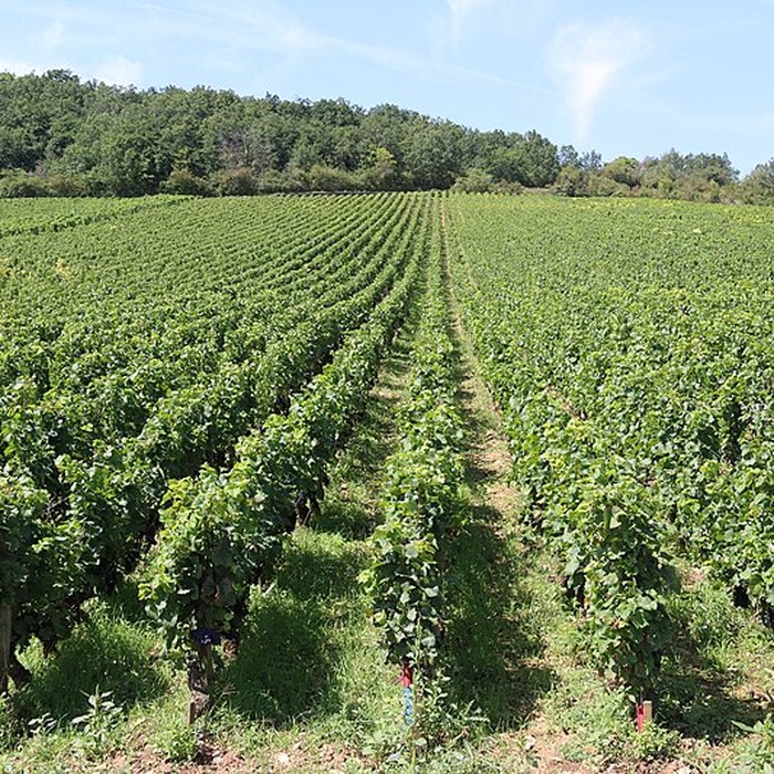 Photo de Château du Clos de Vougeot