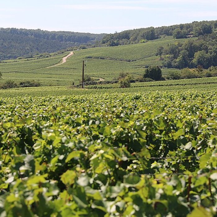 Photo de Château du Clos de Vougeot
