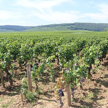 Château du Clos de Vougeot