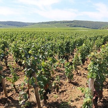 Château du Clos de Vougeot