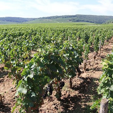 Château du Clos de Vougeot