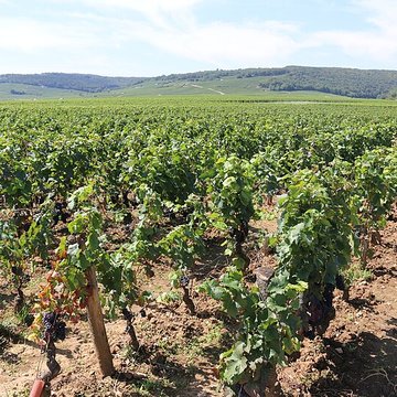 Château du Clos de Vougeot