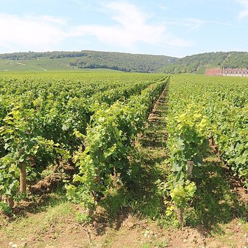 Château du Clos de Vougeot