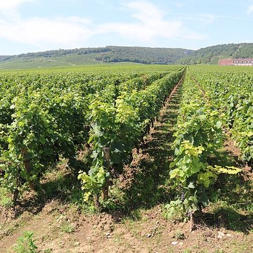 Château du Clos de Vougeot