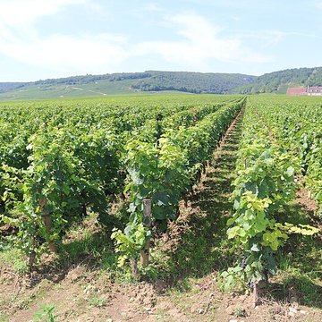 Château du Clos de Vougeot