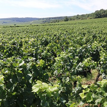 Château du Clos de Vougeot