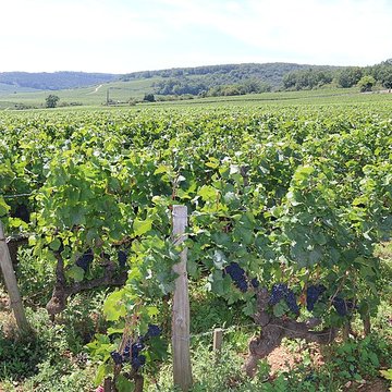 Château du Clos de Vougeot