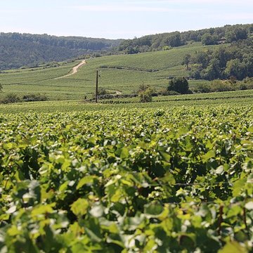 Château du Clos de Vougeot