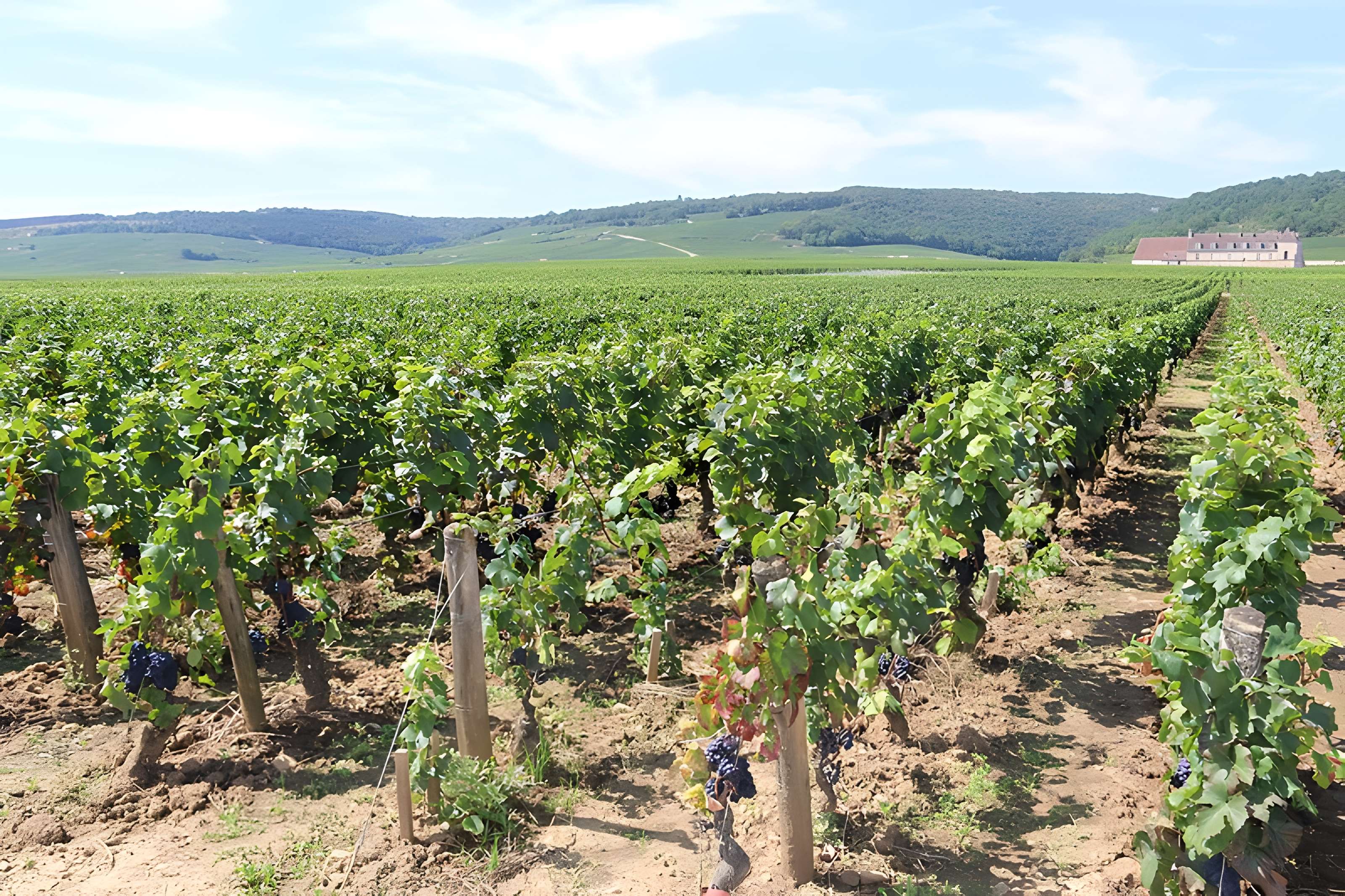 Château du Clos de Vougeot