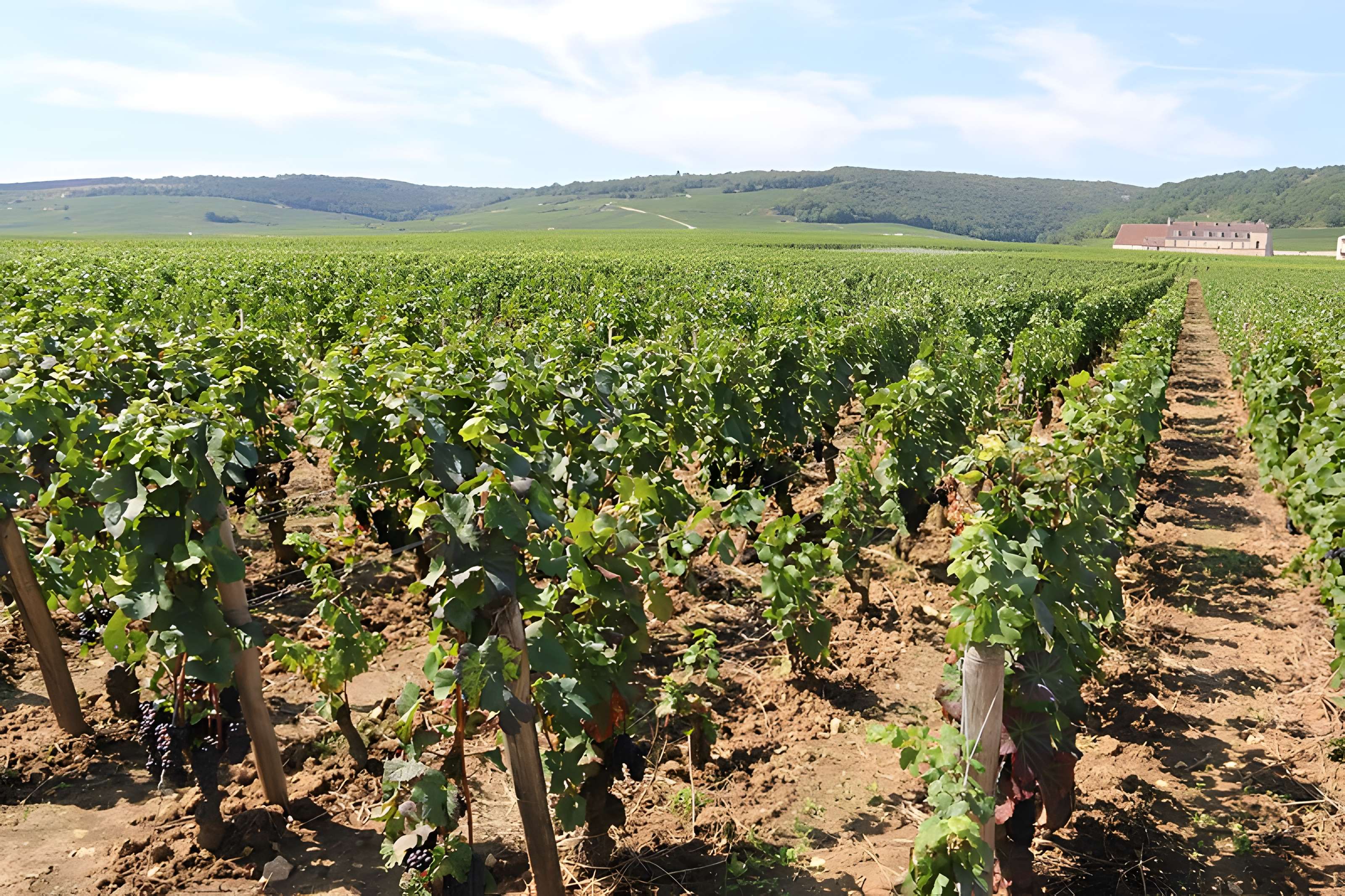 Château du Clos de Vougeot