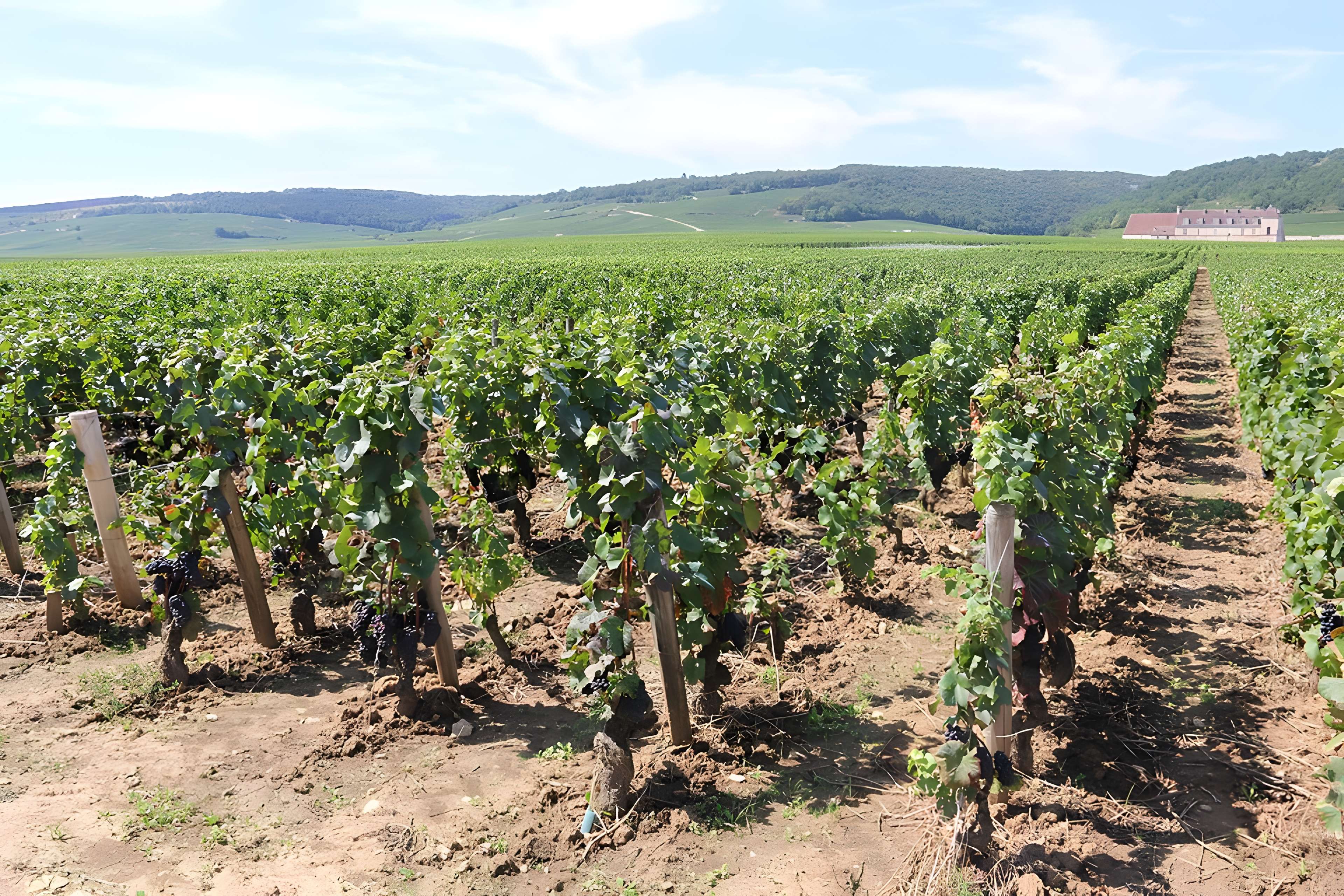 Château du Clos de Vougeot