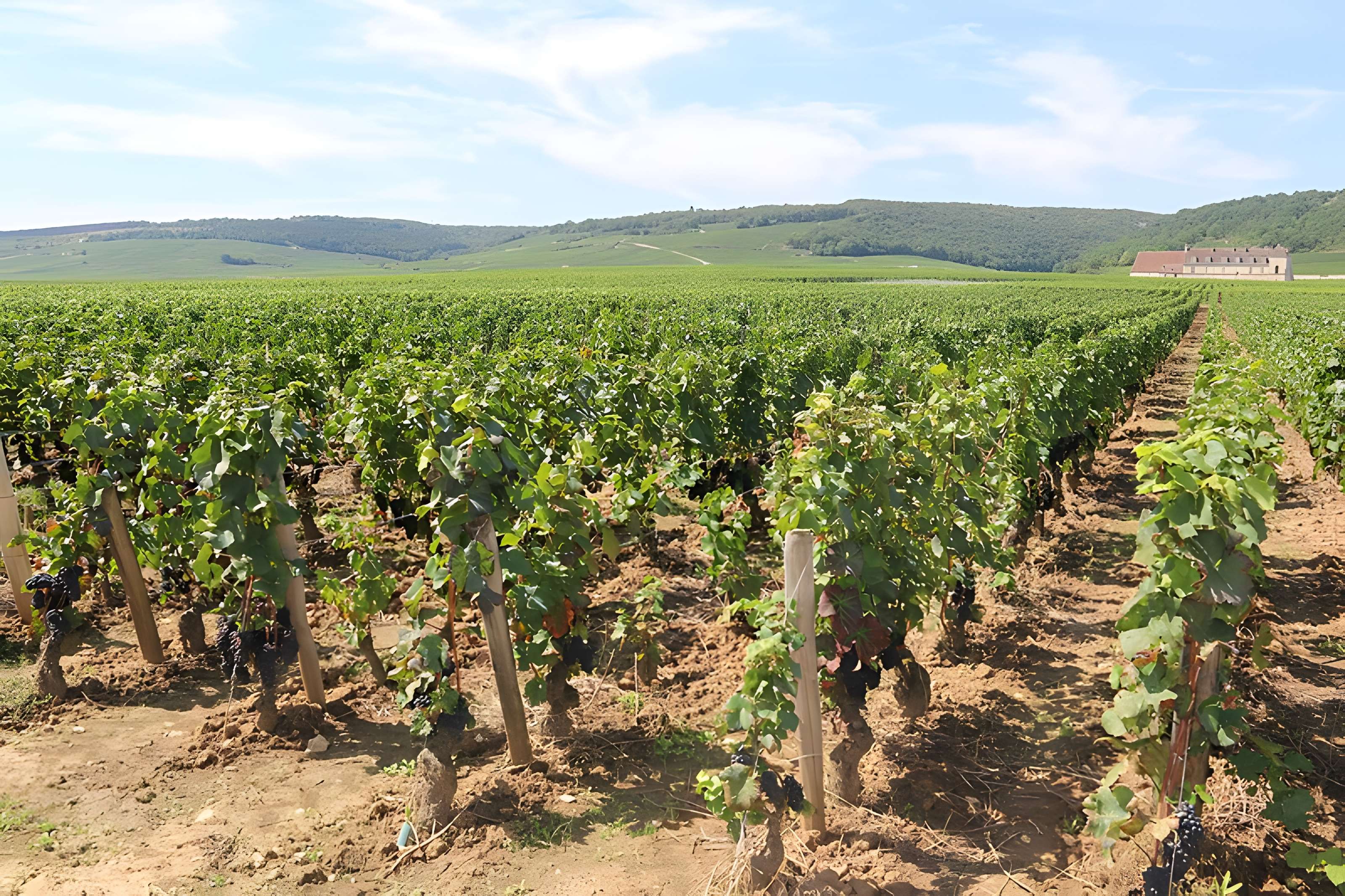 Château du Clos de Vougeot