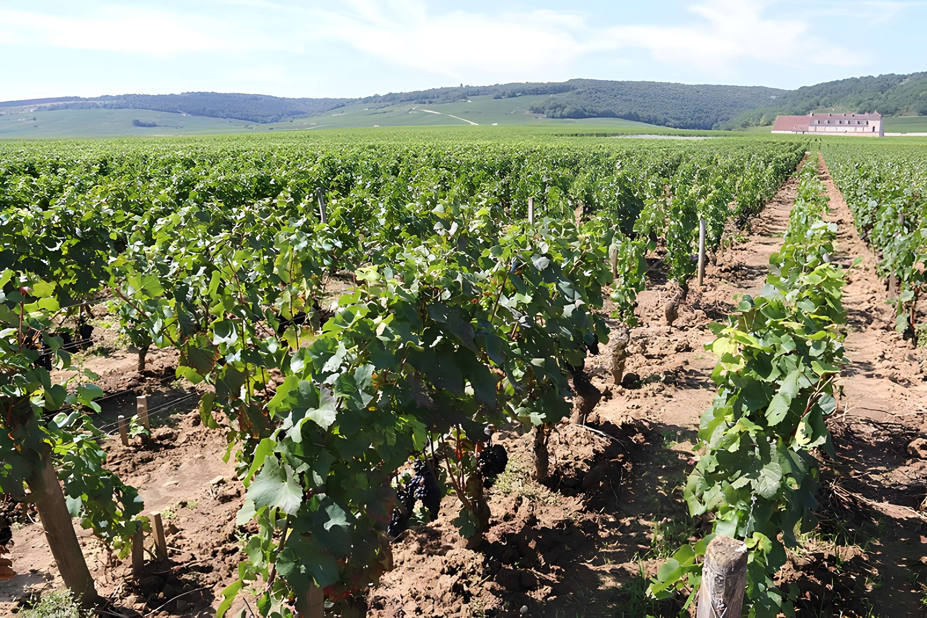 Château du Clos de Vougeot