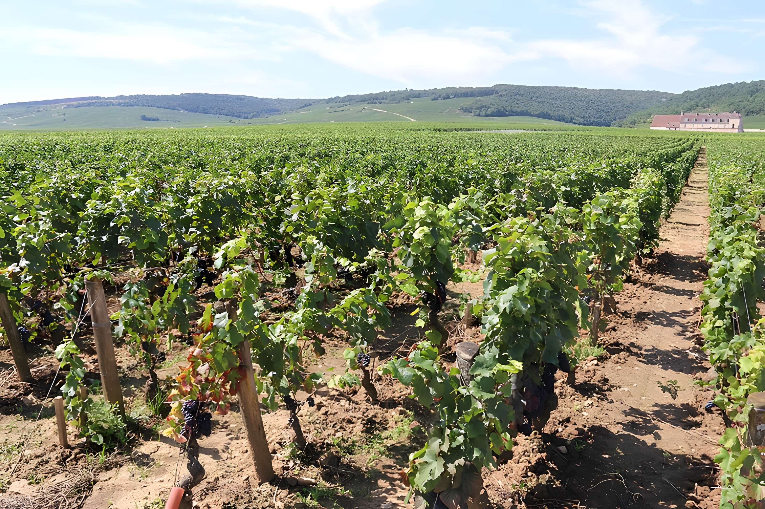 Château du Clos de Vougeot