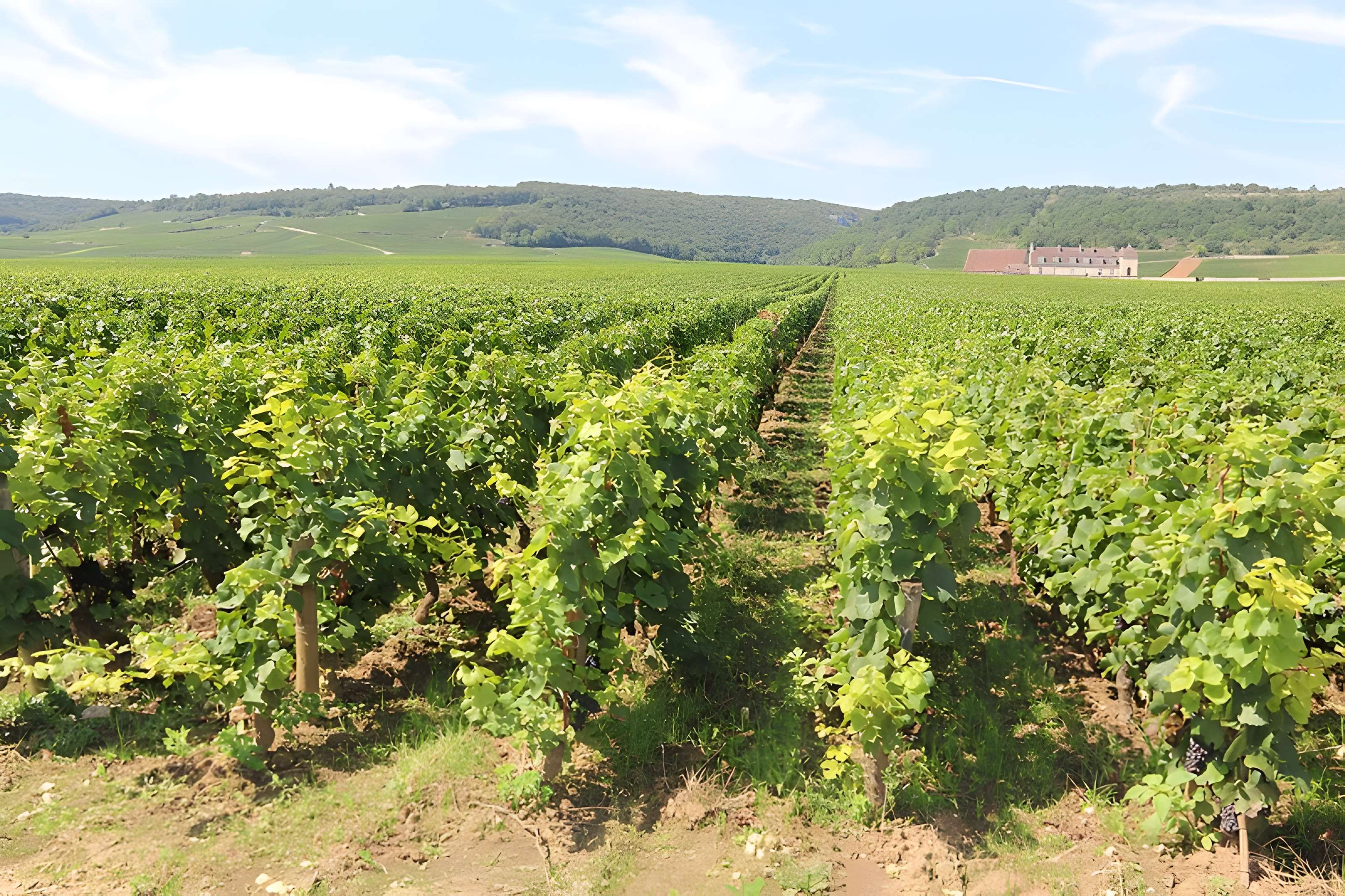 Château du Clos de Vougeot
