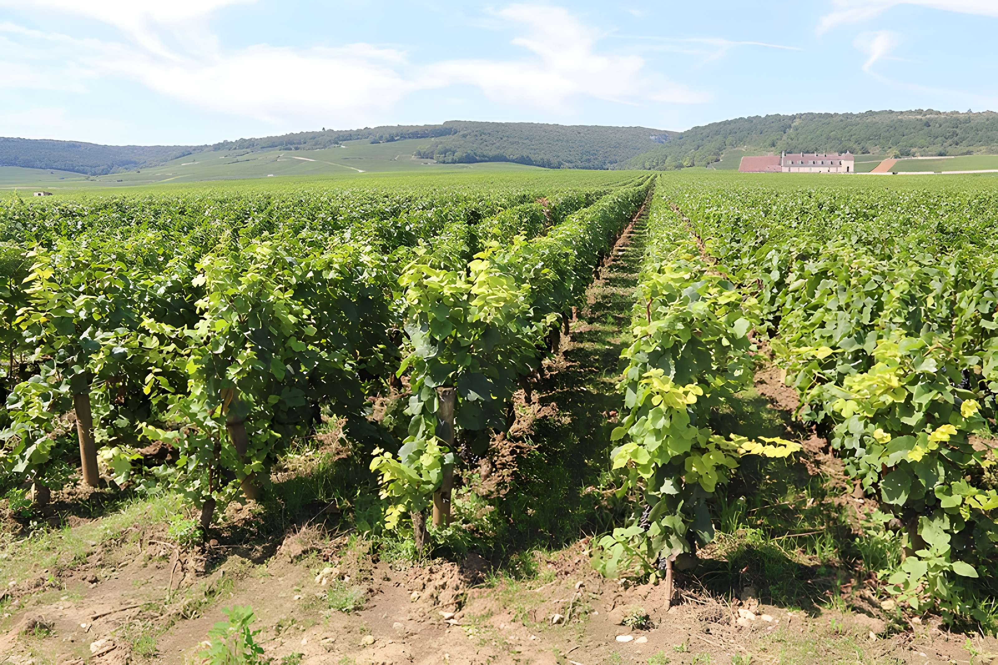 Château du Clos de Vougeot
