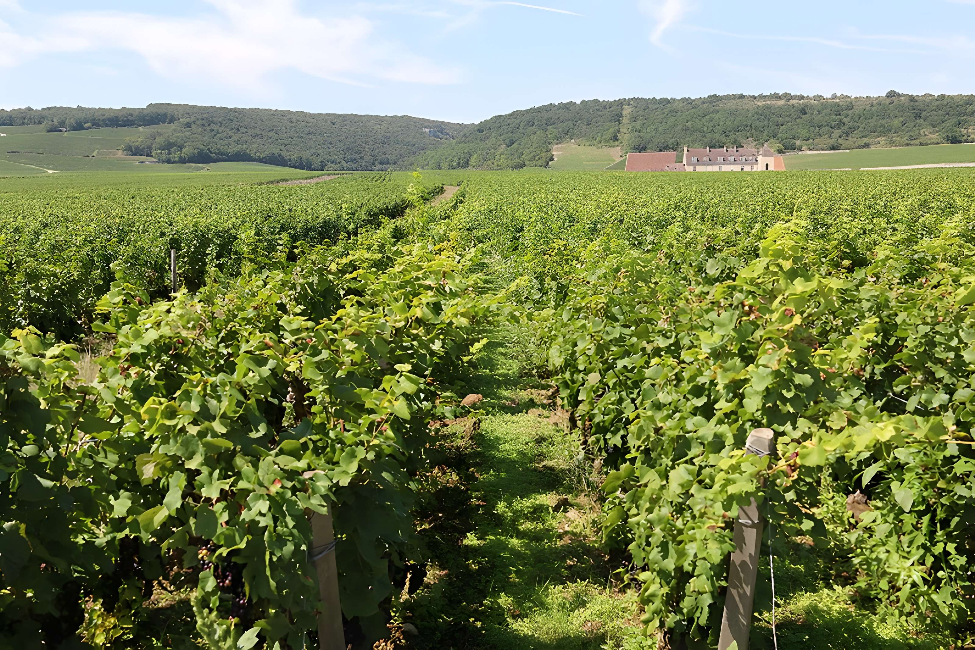 Château du Clos de Vougeot