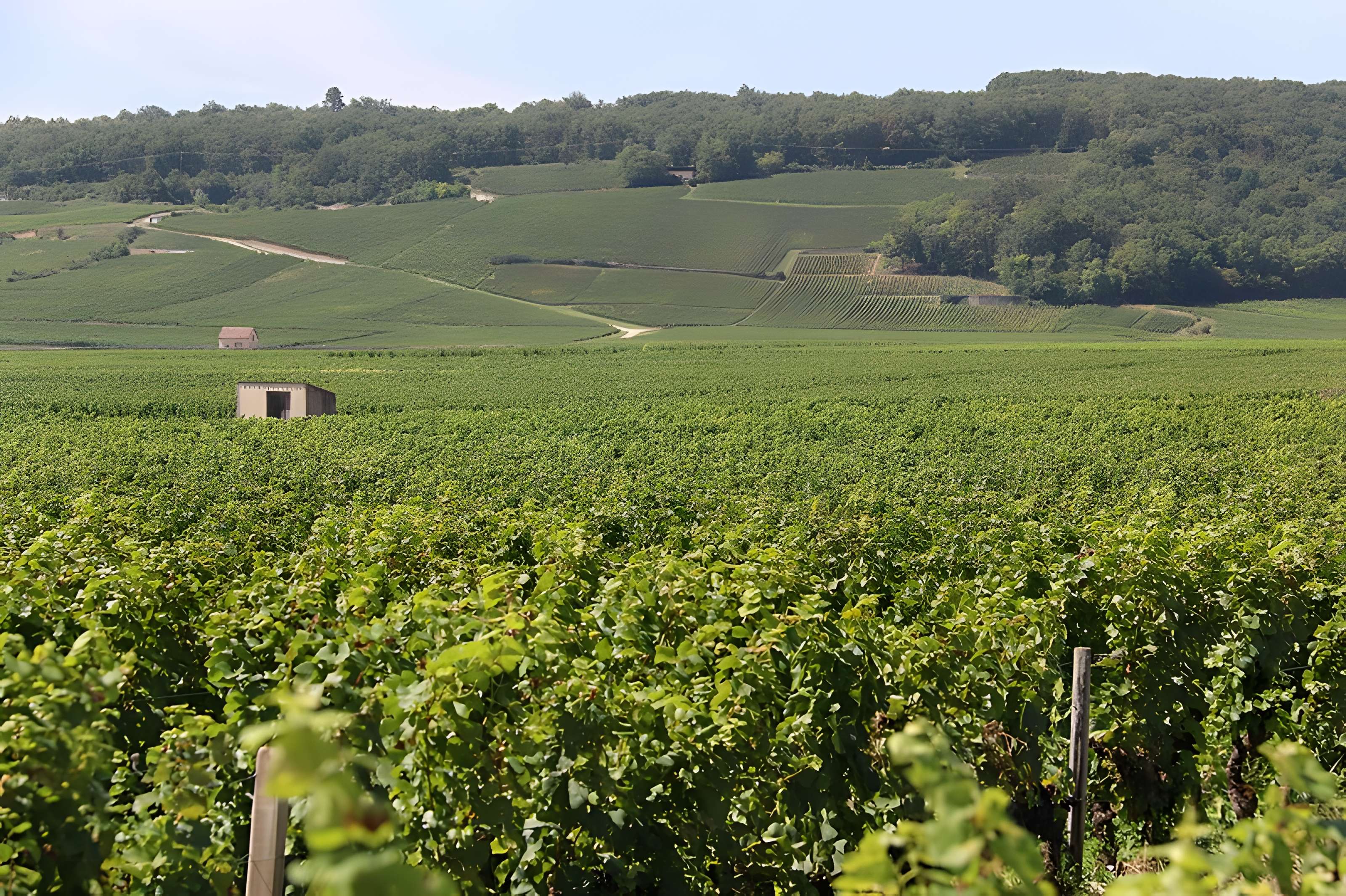 Château du Clos de Vougeot