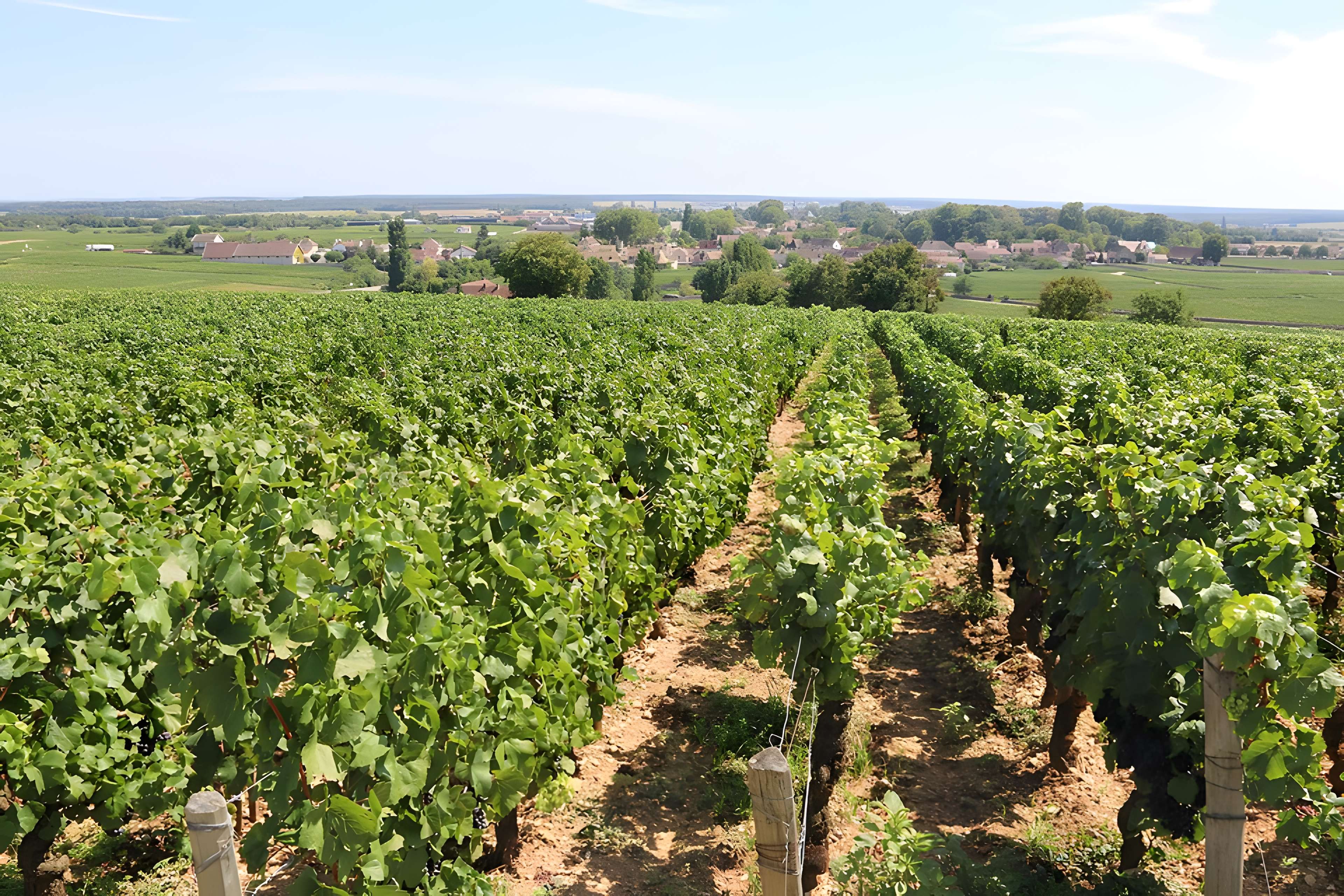 Château du Clos de Vougeot