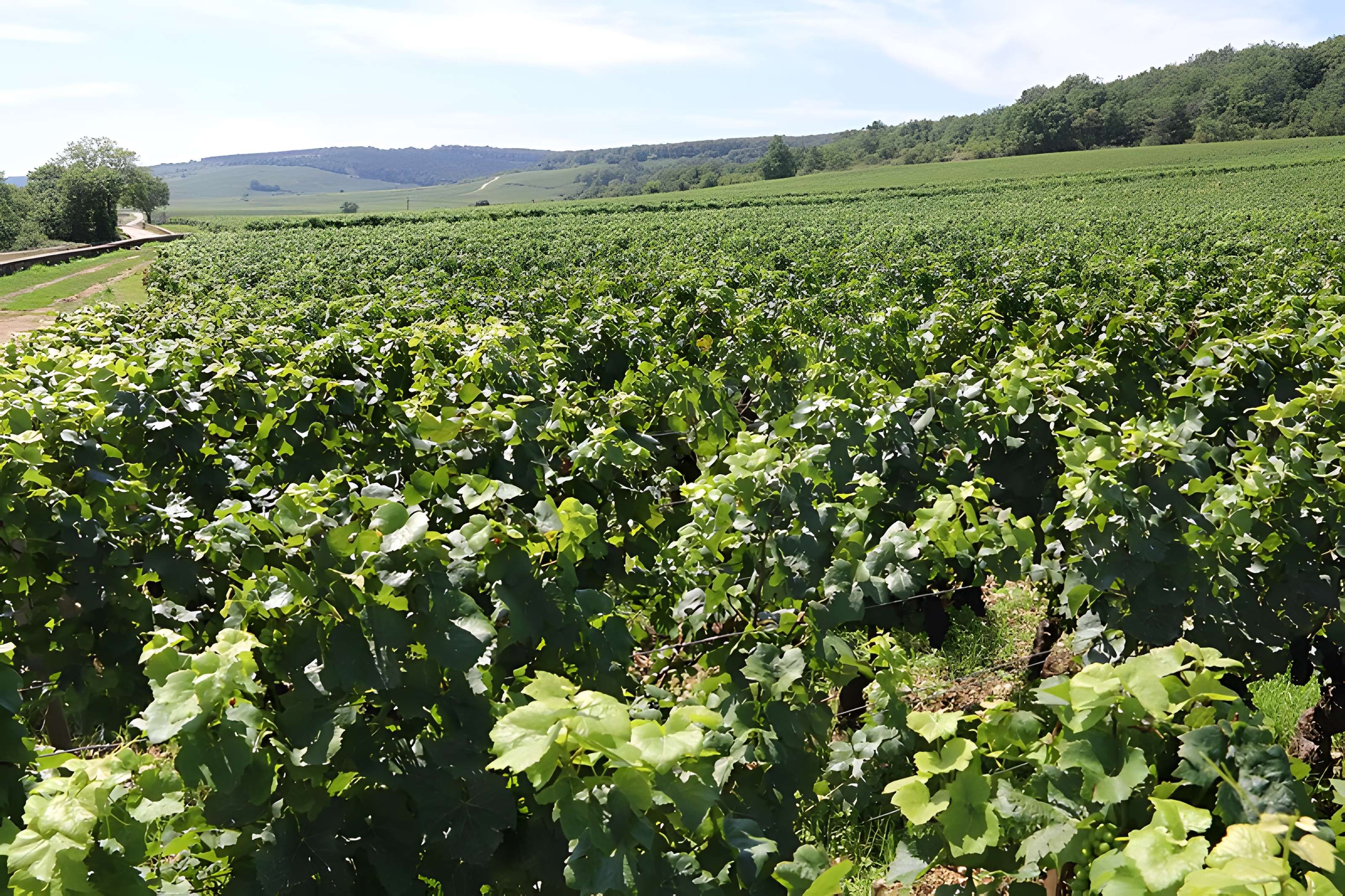 Château du Clos de Vougeot