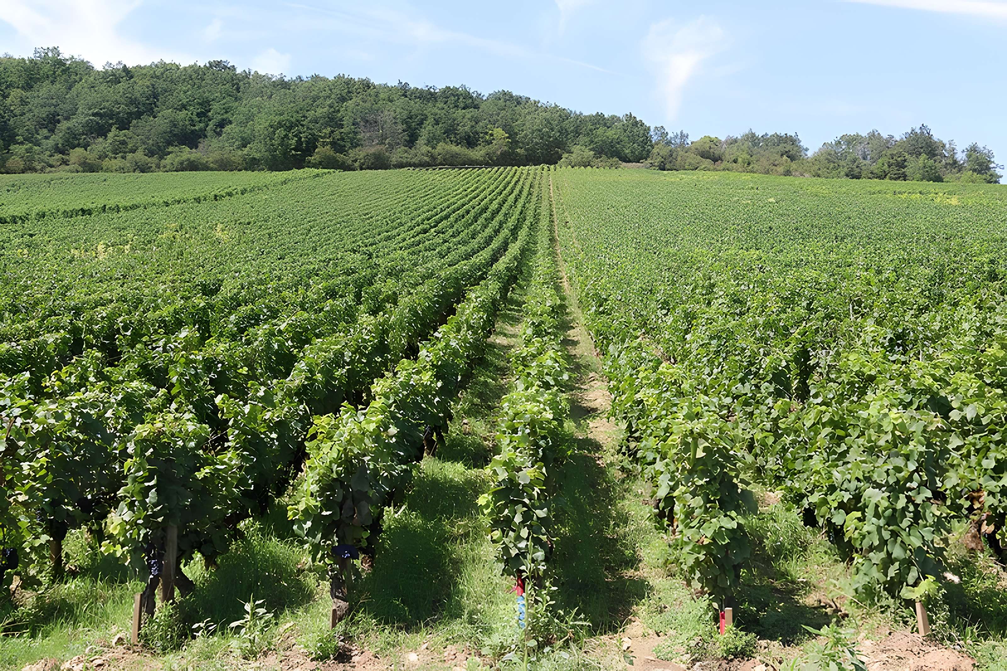 Château du Clos de Vougeot