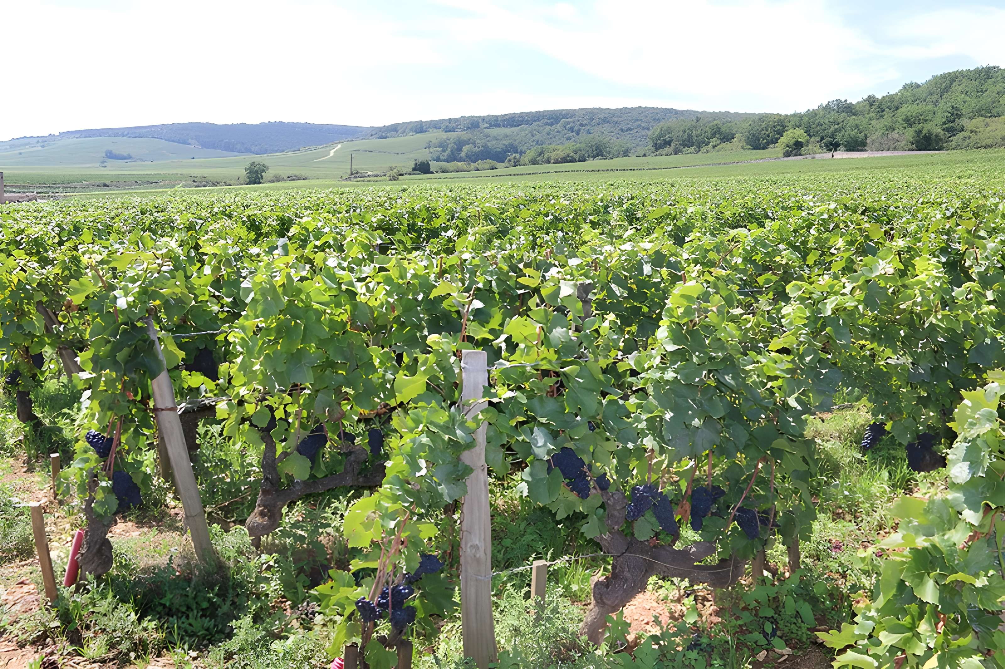 Château du Clos de Vougeot