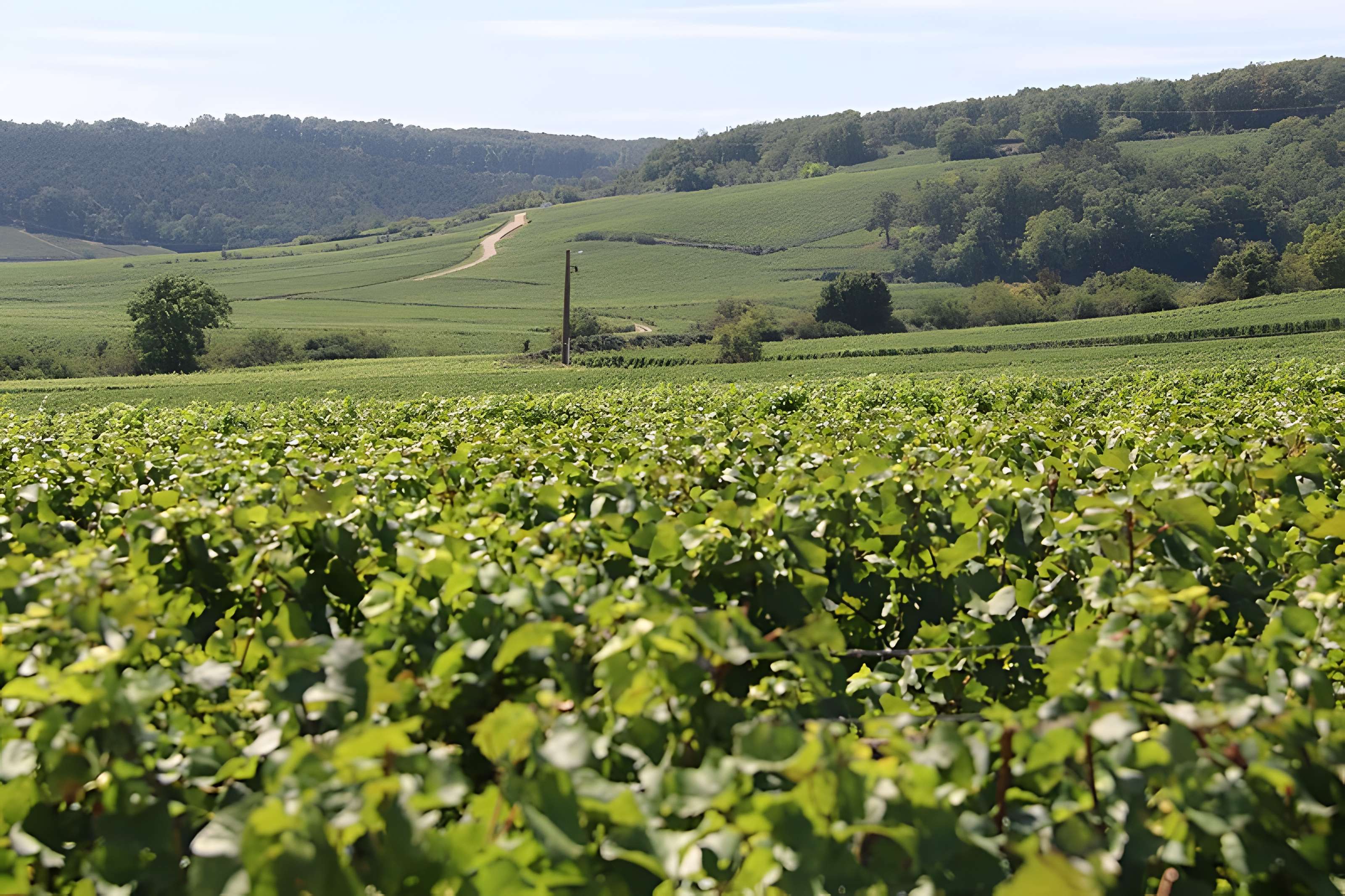 Château du Clos de Vougeot